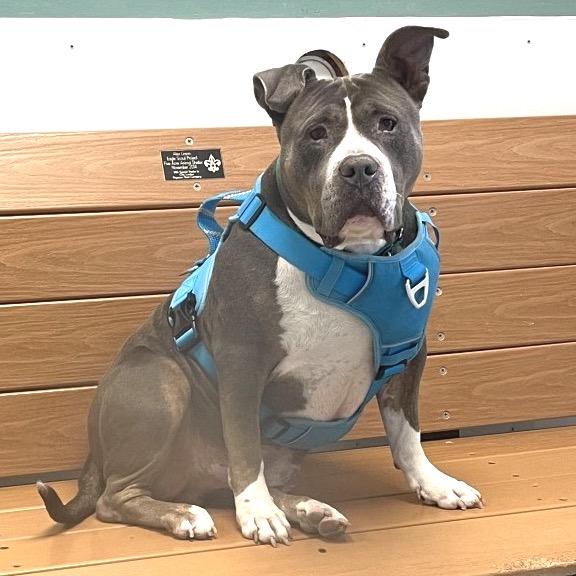 Clancy, a Adoptable Pit Bull Terrier in Saint Charles, MO image 6/6