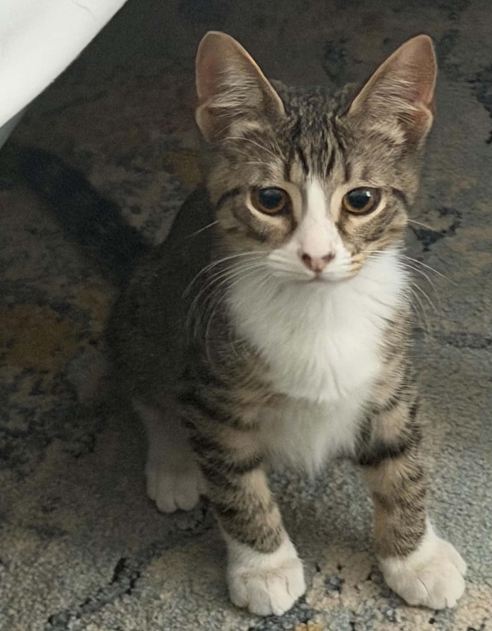 Taro (TS), adopted, Kitten Male Domestic Short Hair.