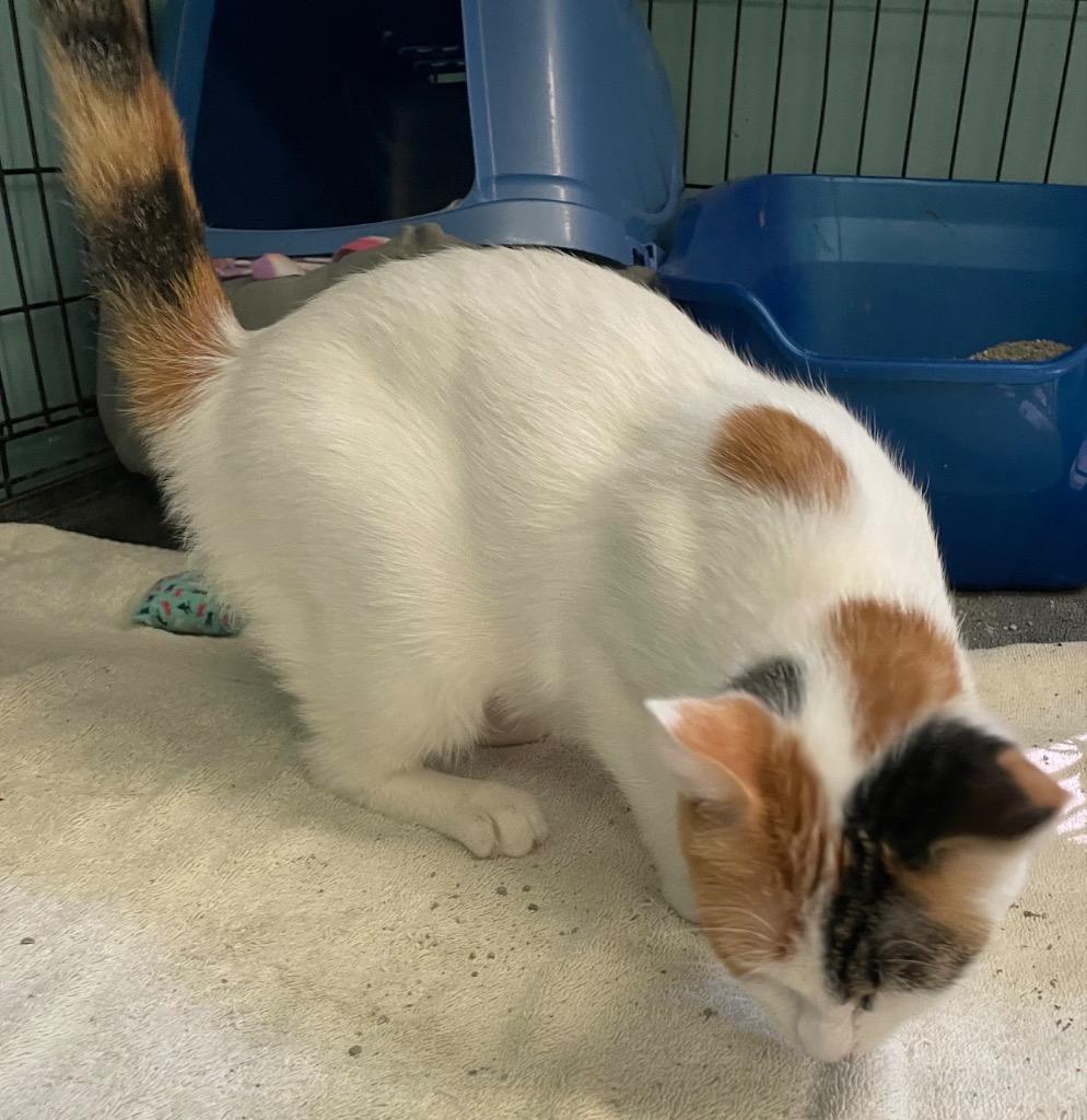 Enlarge OLIVE OIL, a Adoptable mixed breed in Muskegon, MI image 1/6