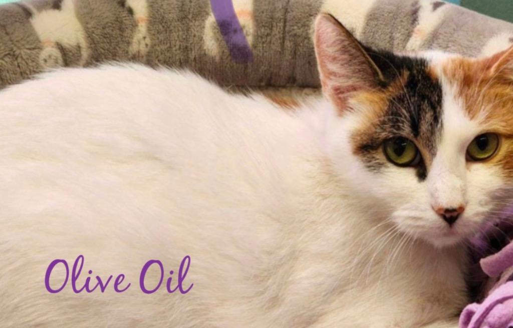OLIVE OIL, a Adoptable mixed breed in Muskegon, MI image 4/6