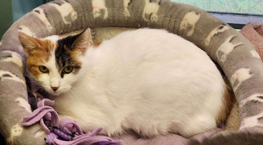 Enlarge OLIVE OIL, a Adoptable mixed breed in Muskegon, MI image 3/6