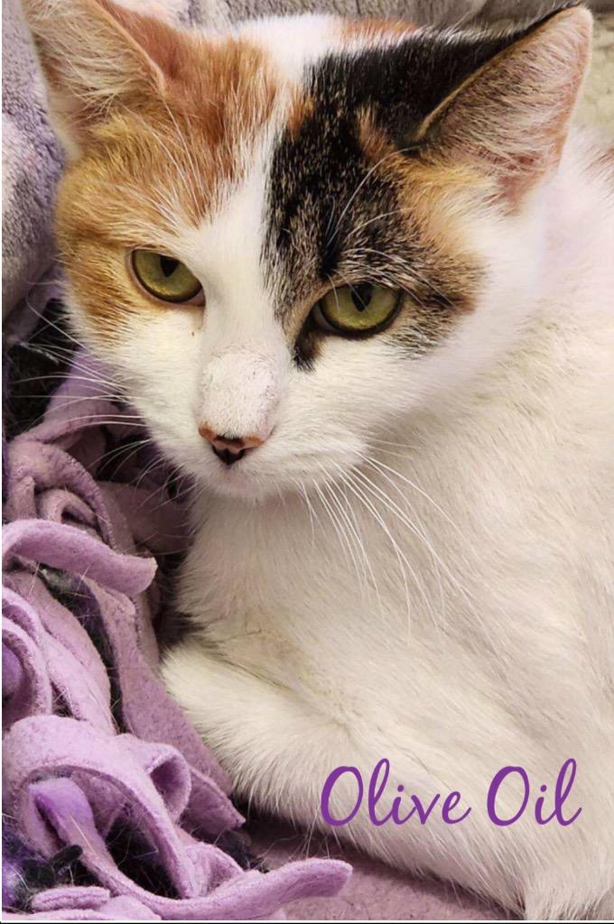 Enlarge OLIVE OIL, a Adoptable mixed breed in Muskegon, MI image 4/6
