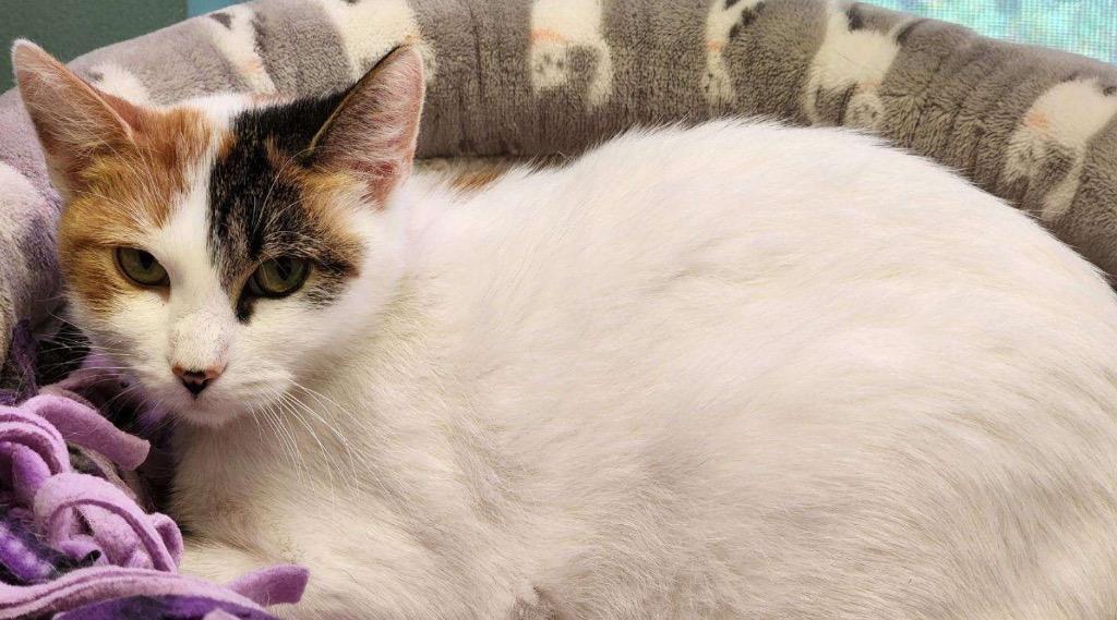 Enlarge OLIVE OIL, a Adoptable mixed breed in Muskegon, MI image 5/6