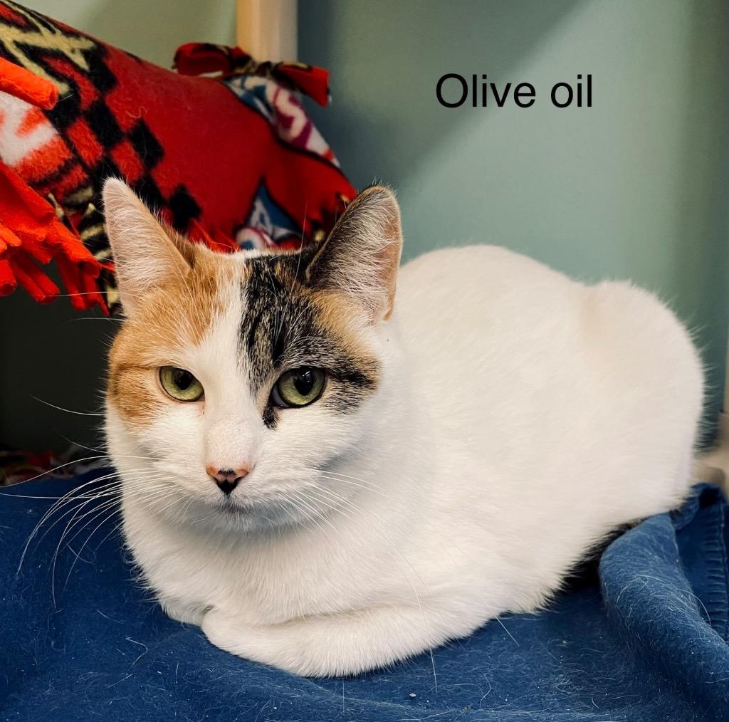 Enlarge OLIVE OIL, a Adoptable mixed breed in Muskegon, MI image 6/6