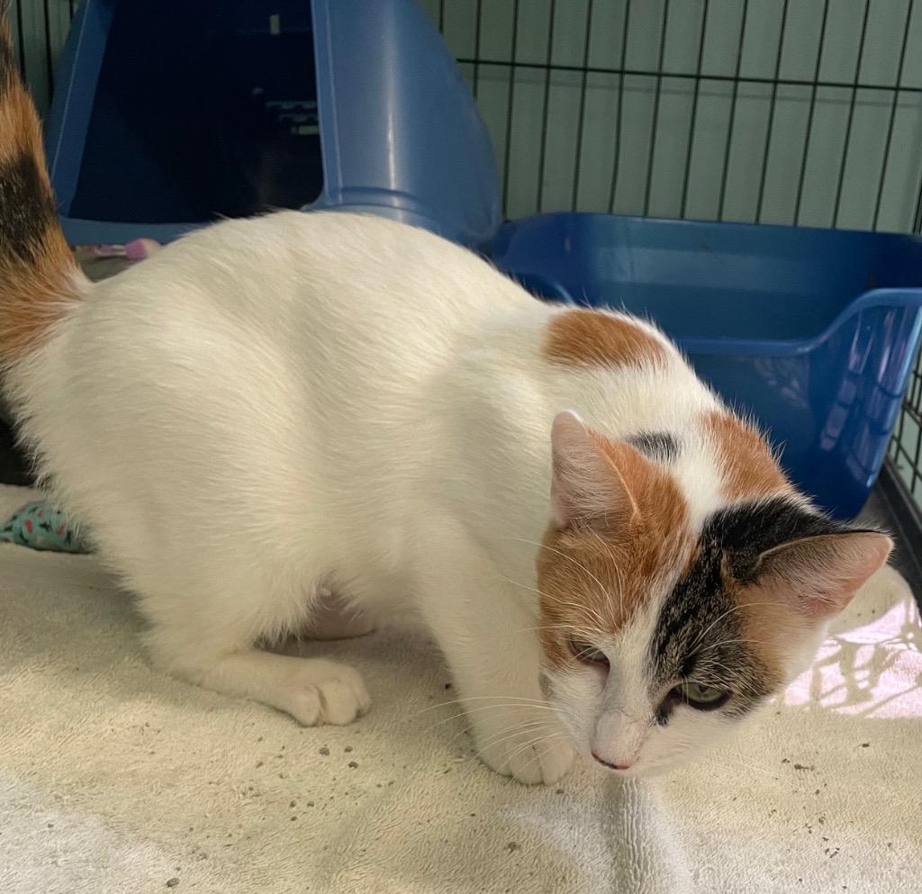 Enlarge OLIVE OIL, a Adoptable mixed breed in Muskegon, MI image 6/6