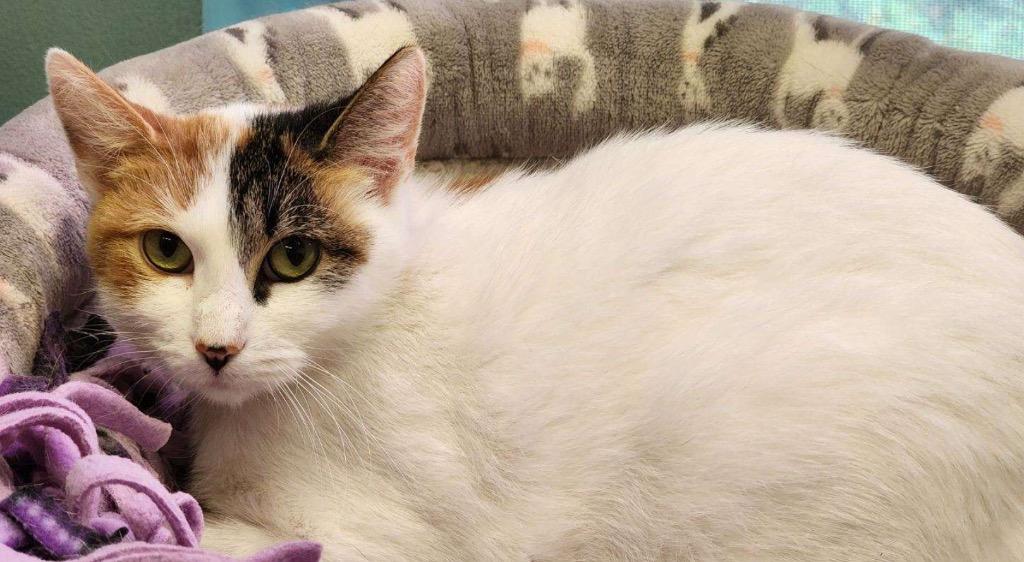 OLIVE OIL, a Adoptable mixed breed in Muskegon, MI image 6/6