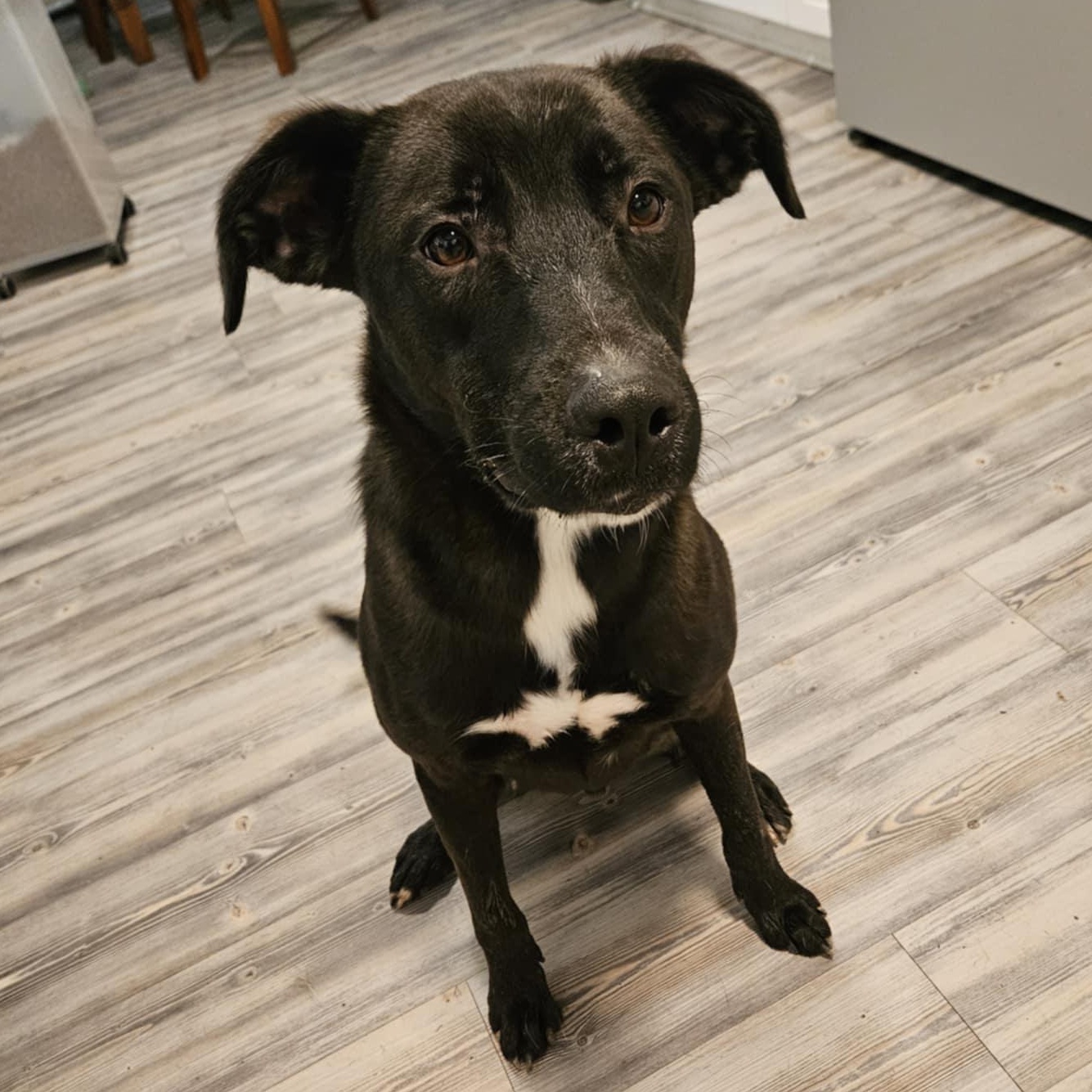 Ash, a Adoptable mixed breed in Albany, NY image 3/5