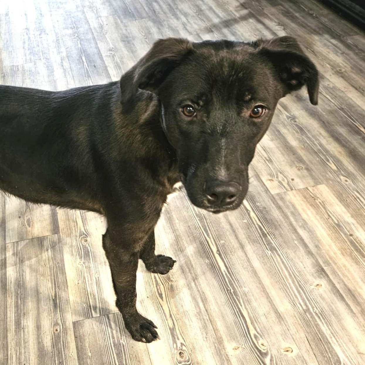 Ash, a Adoptable mixed breed in Albany, NY image 4/5