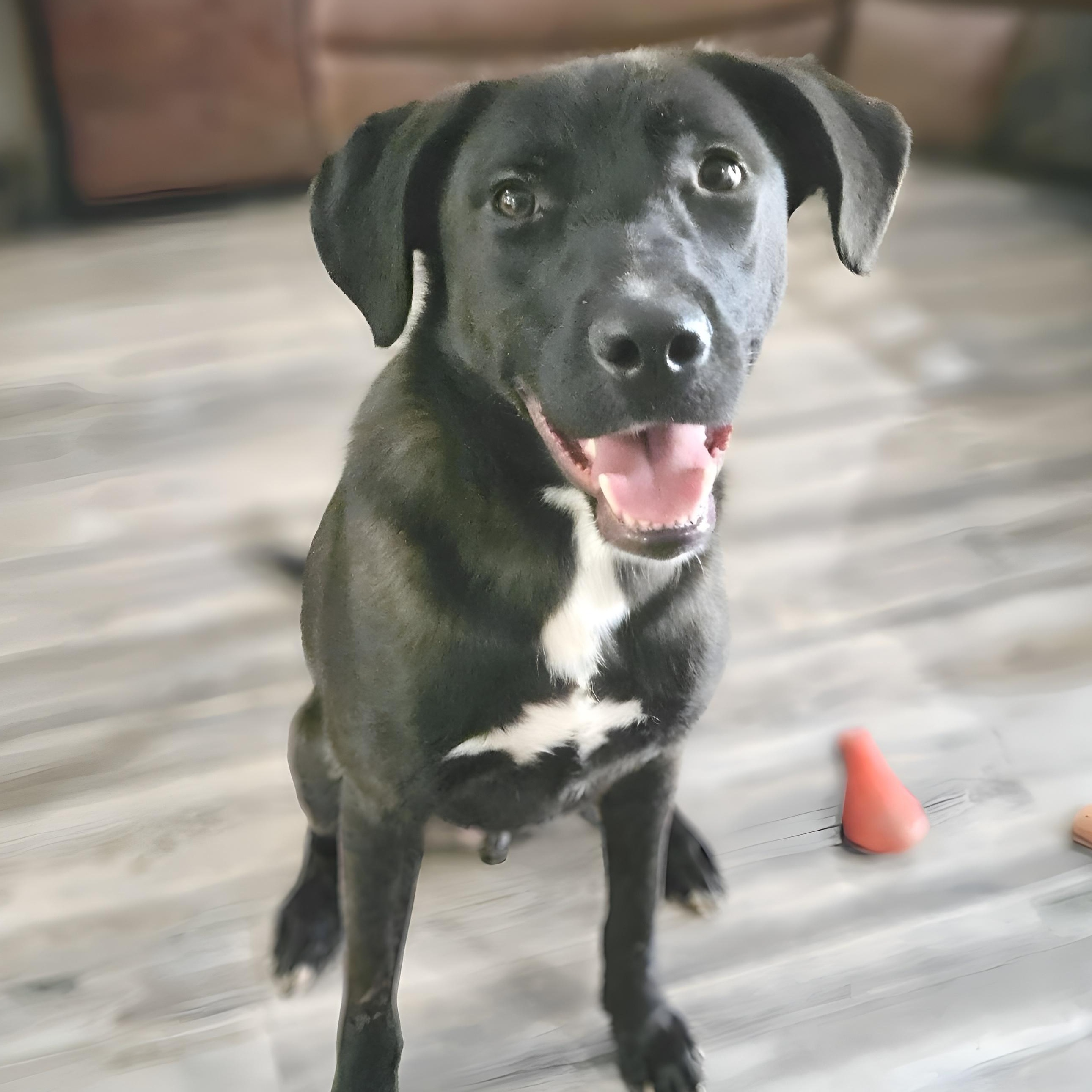 Ash, a Adoptable mixed breed in Albany, NY image 1/5