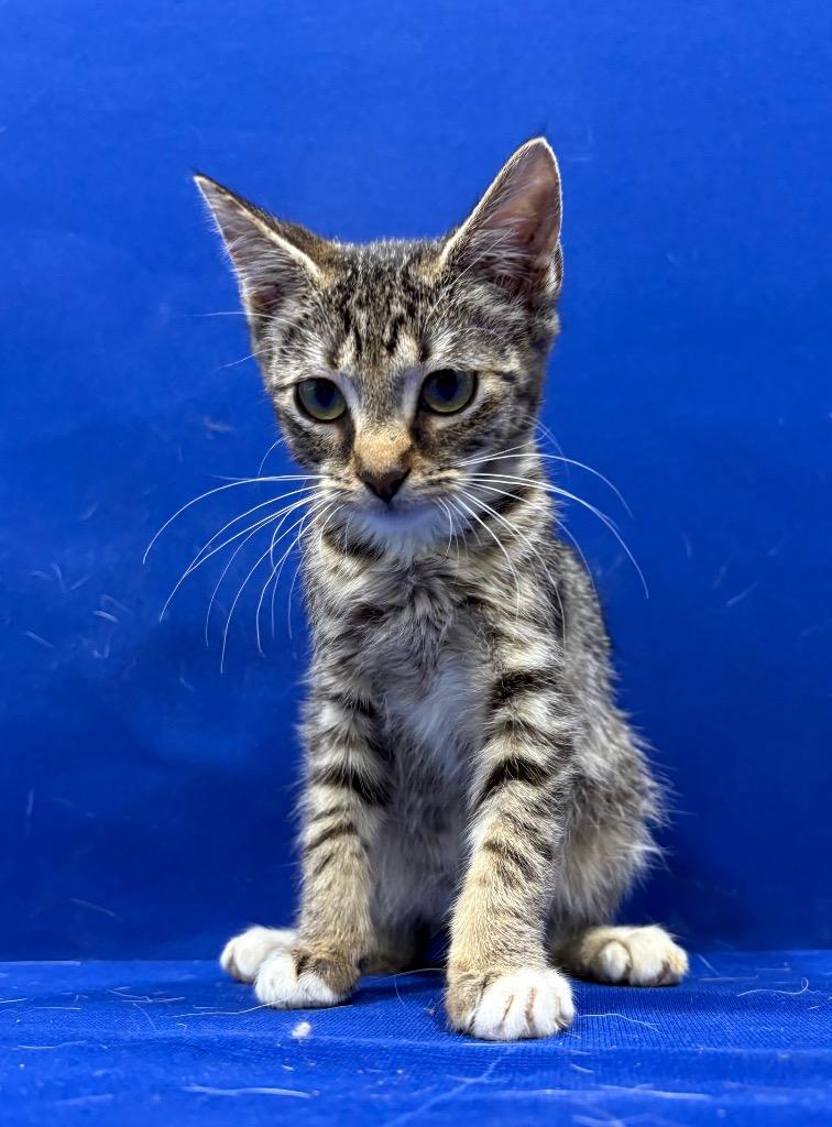 Booty, Adoptable, Kitten Female Abyssinian.