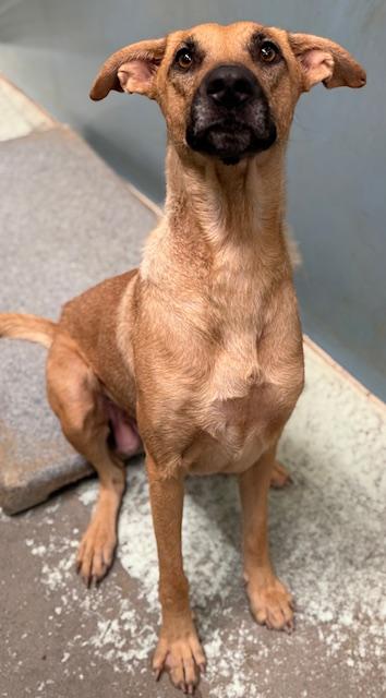 Lily, Adoptable, Adult Female Shepherd & Mixed Breed.