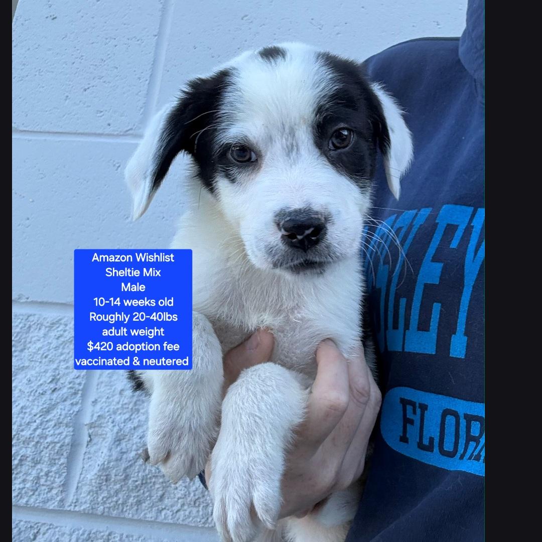 Enlarge Amazon Wishlist, an adopted mixed breed in Oviedo, FL image 1/1