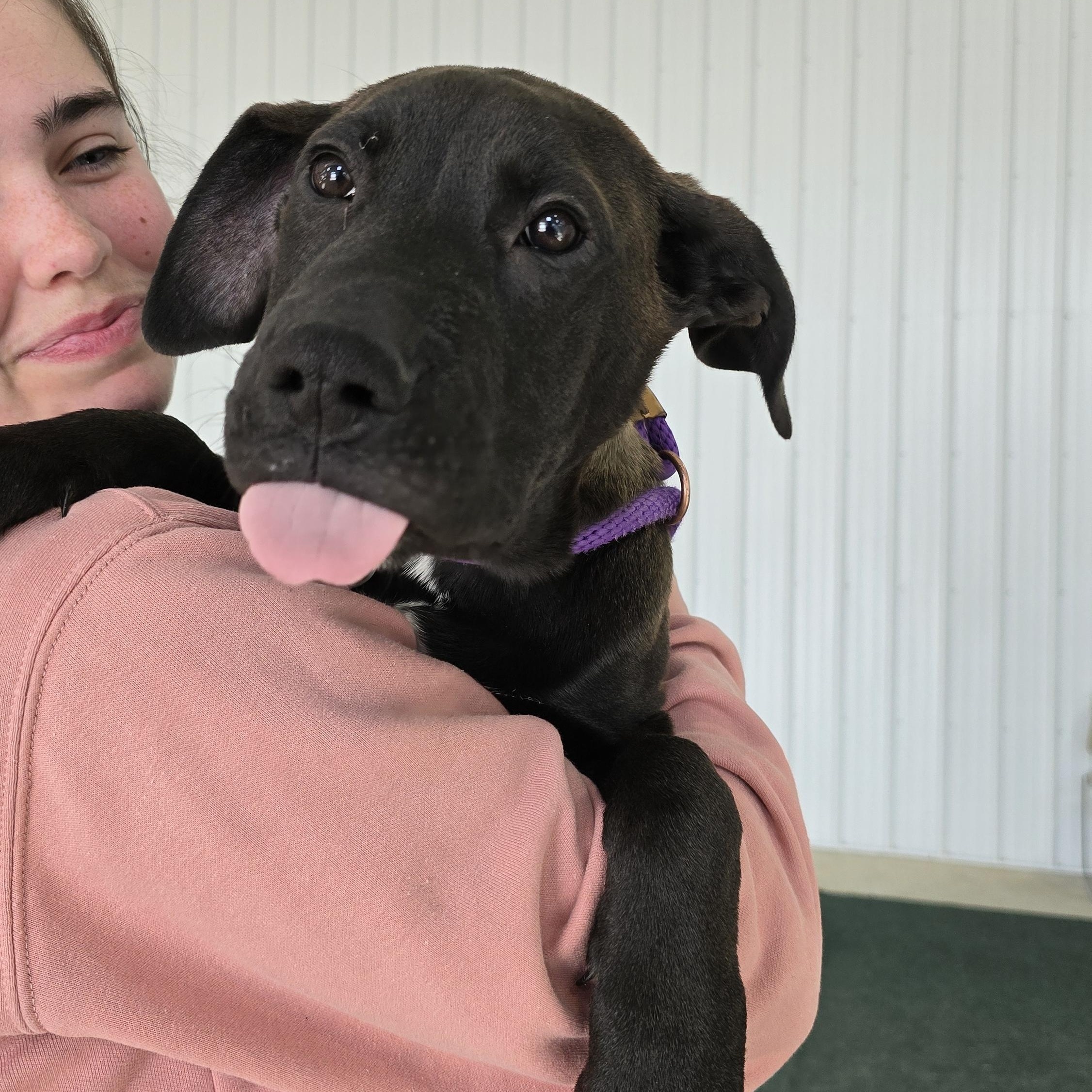 Sterling, adopted, Puppy Male American Staffordshire Terrier & Staffordshire Bull Terrier.