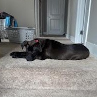 Enlarge Sterling, an adopted mixed breed in Lake Odessa, MI image 4/6