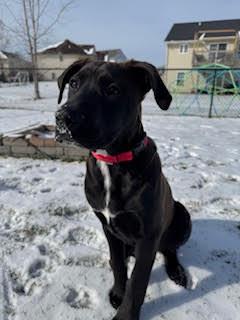 Enlarge Sterling, an adopted mixed breed in Lake Odessa, MI image 2/6
