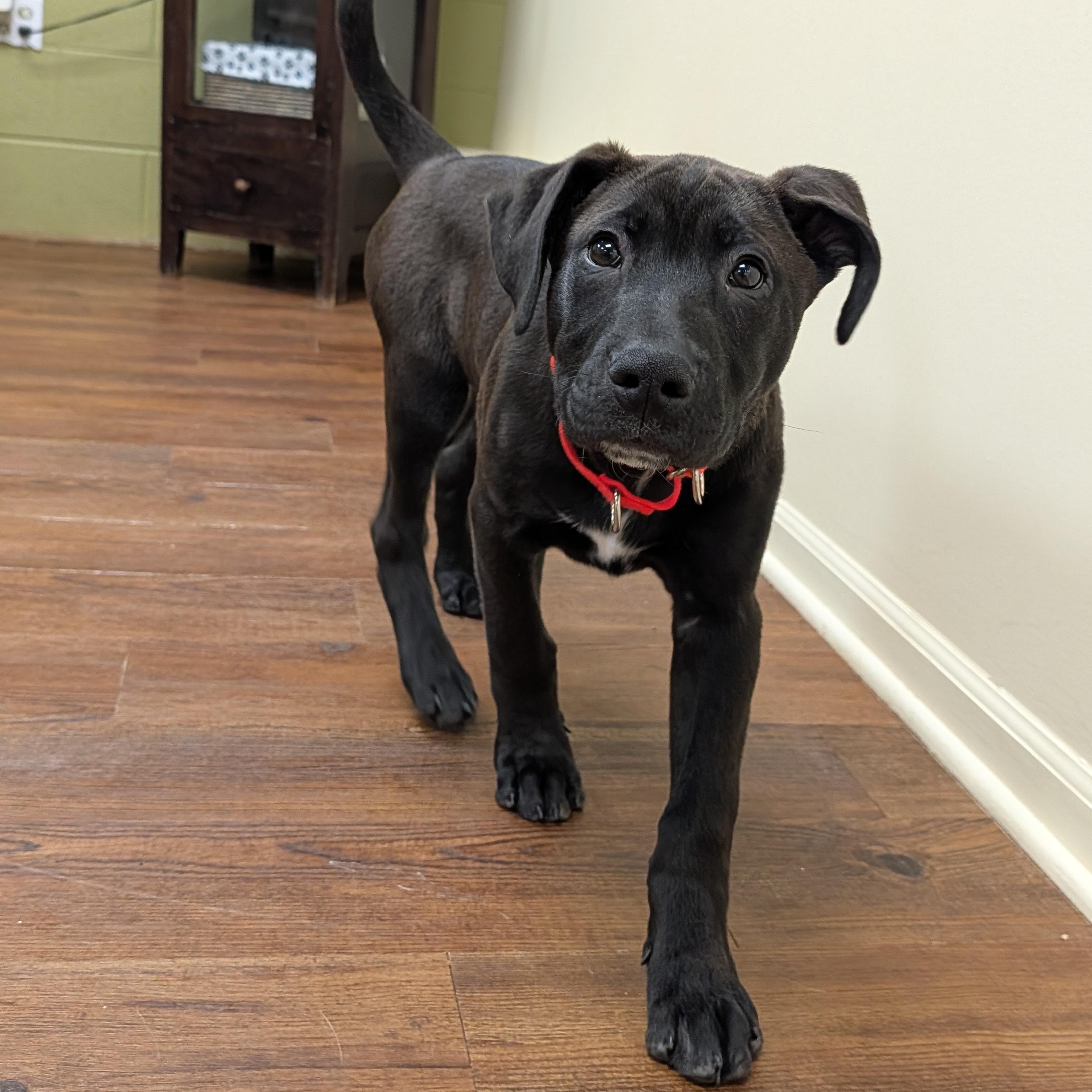 Enlarge Sterling, an adopted mixed breed in Lake Odessa, MI image 5/6