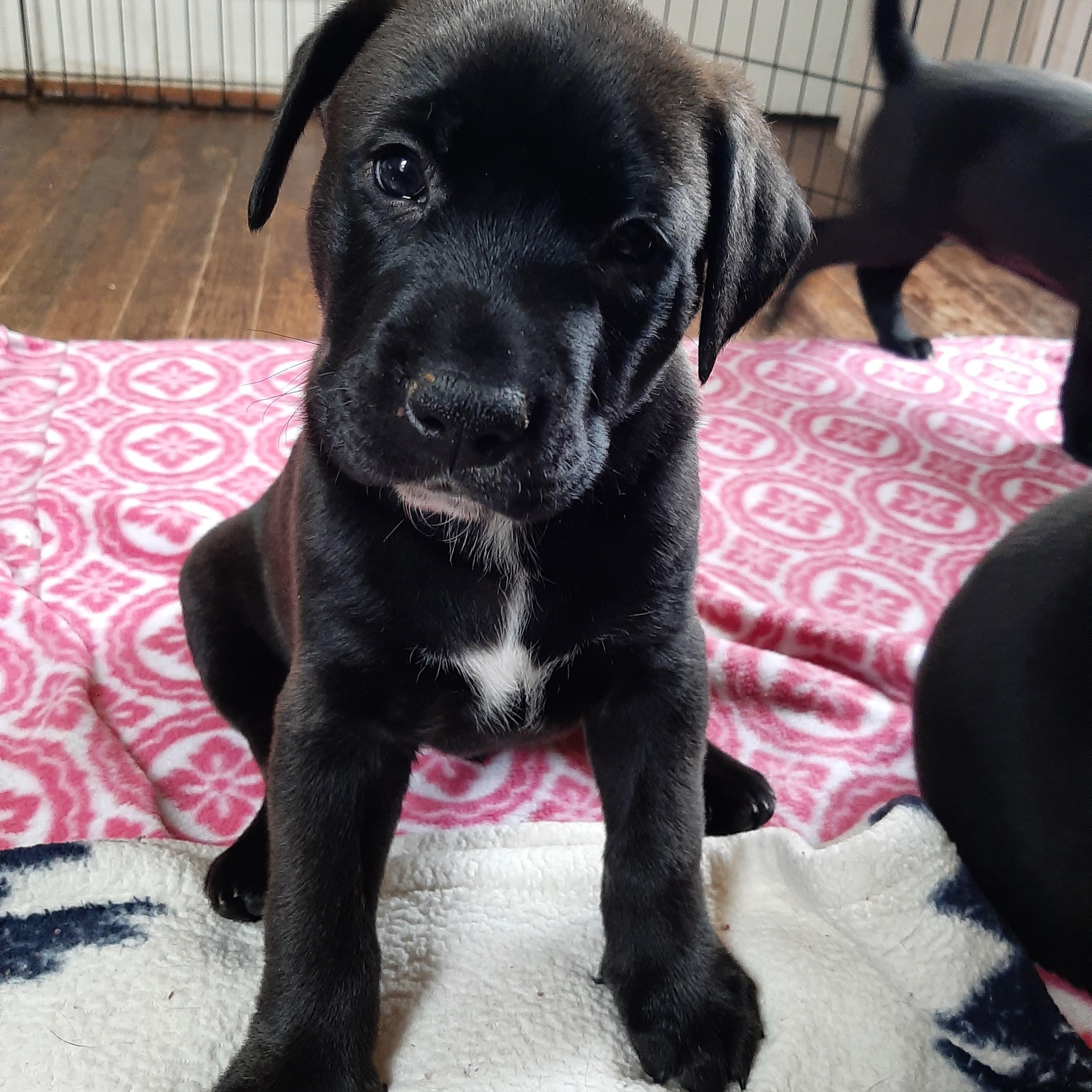 Sterling thumbnail 4