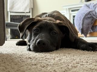 Enlarge Sterling, an adopted mixed breed in Lake Odessa, MI image 3/6