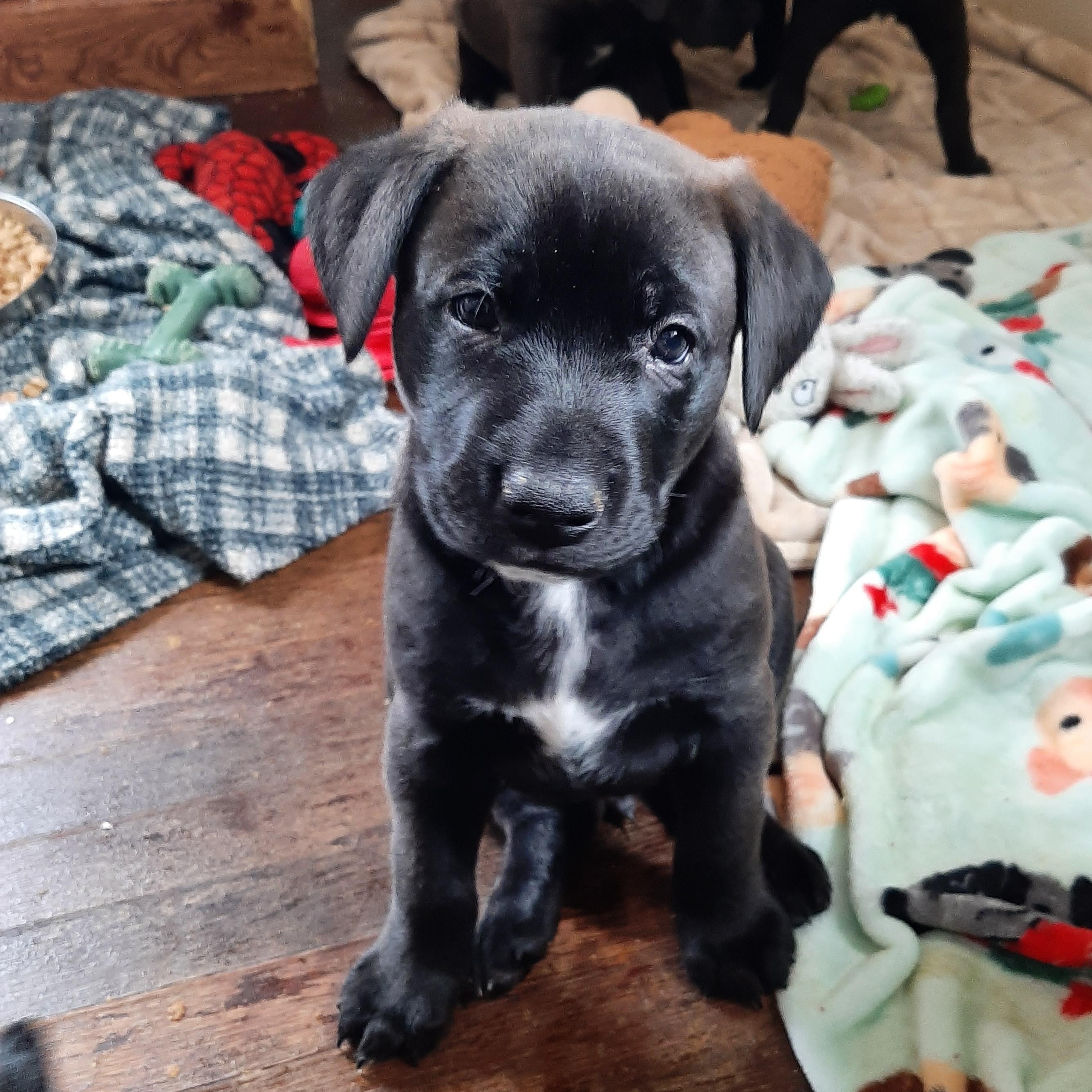 Sterling thumbnail 5