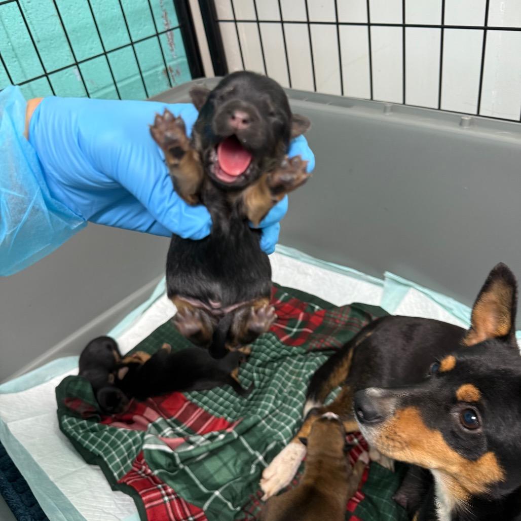 Bluey, Adoptable, Puppy Male Miniature Pinscher.