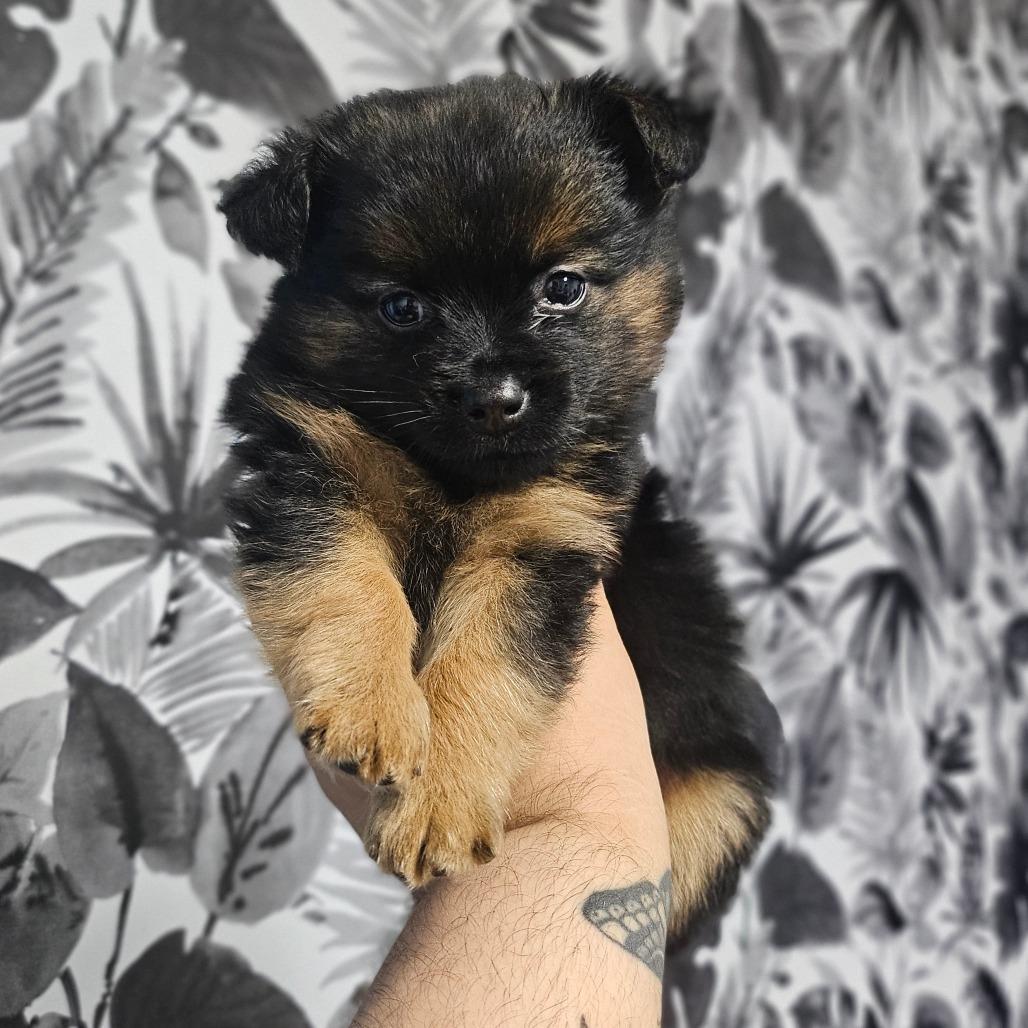 Enlarge Bluey, a Adoptable Miniature Pinscher in Wahiawa, HI image 2/2