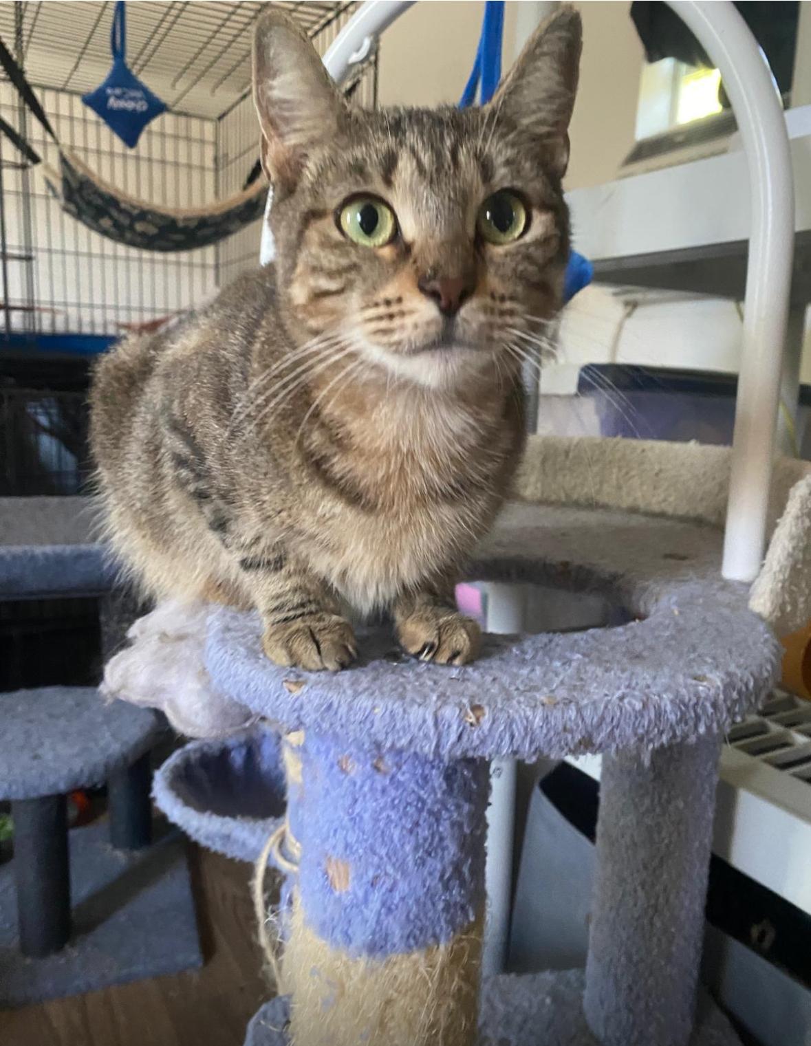 Brooklynn, Adoptable, Adult Female Domestic Short Hair.