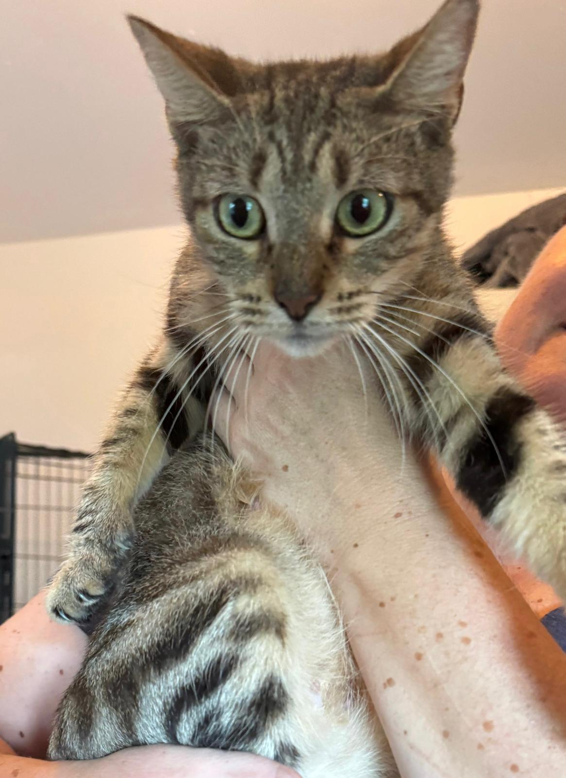 Brooklynn, Adoptable, Adult Female Domestic Short Hair.