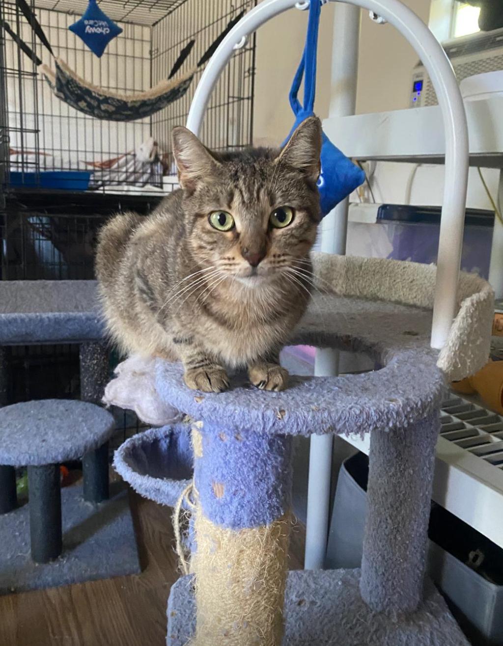 Enlarge Brooklynn, a Adoptable Domestic Short Hair in Miami, FL image 1/5