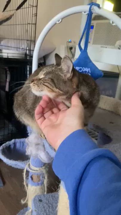 Enlarge Brooklynn, a Adoptable Domestic Short Hair in Miami, FL video 2/5