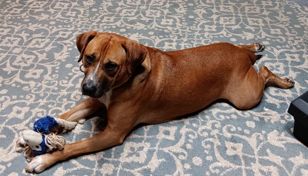 ROOK, now BUDDY, Adopted, Adult Male Boxer & Black Mouth Cur.