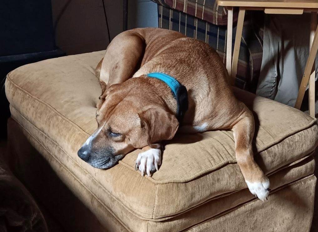 Enlarge ROOK, now BUDDY, a Adopted mixed breed in Crossville, TN image 2/3