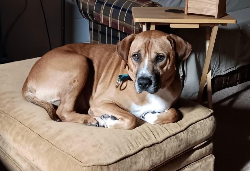 Enlarge ROOK, now BUDDY, a Adopted mixed breed in Crossville, TN image 3/3