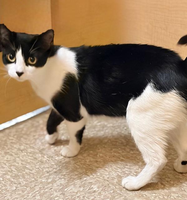 GIDGET - #3628, a ADOPTABLE Tuxedo in Waldorf, MD image 2/3