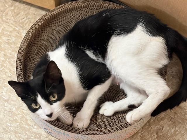 GIDGET - #3628, a ADOPTABLE Tuxedo in Waldorf, MD image 3/3