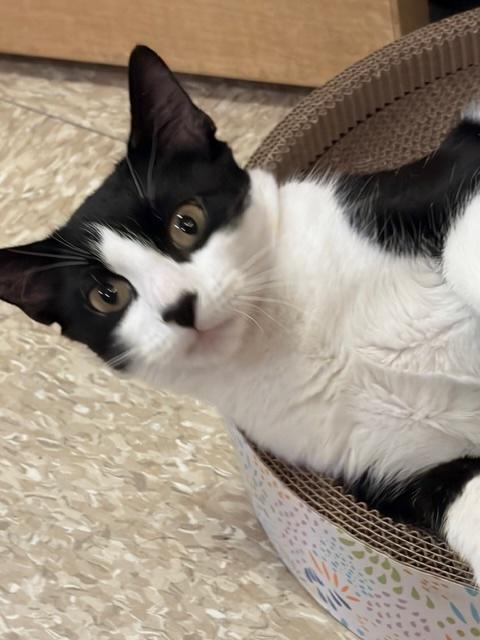 GIDGET  - #3628, ADOPTABLE, Adult Female Tuxedo.