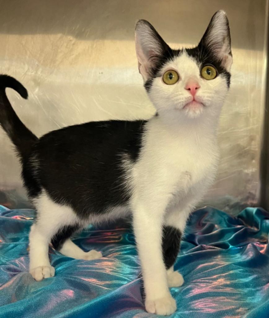 Enlarge Ghost, a Adoptable mixed breed in Lima, OH image 1/1