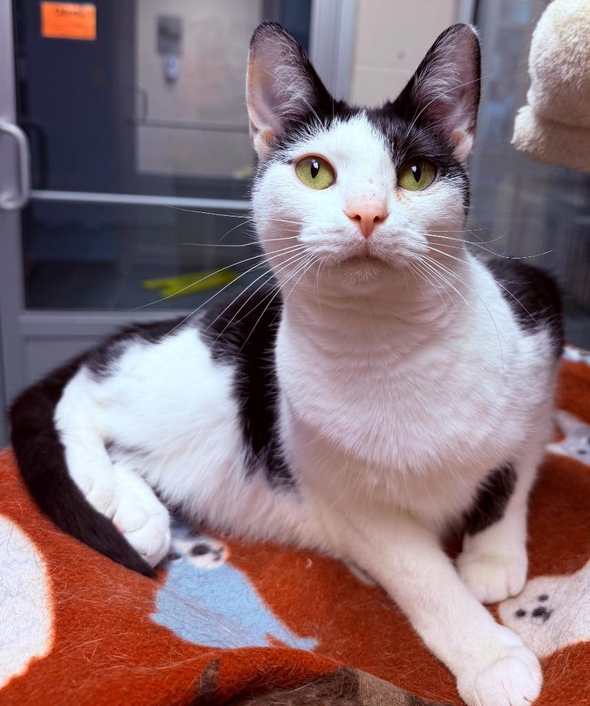 Enlarge Ghost, a Adoptable mixed breed in Lima, OH image 2/2