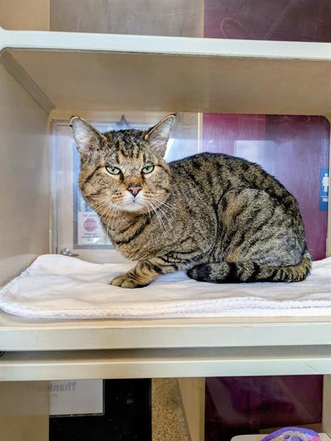 TUFFY, Adoptable, Adult Male Domestic Short Hair.