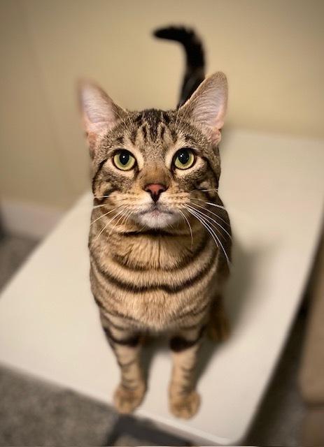 Hudson, a Adoptable Domestic Short Hair in Duxbury, MA image 1/3