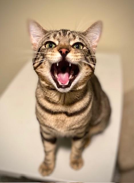 Hudson, a Adoptable Domestic Short Hair in Duxbury, MA image 2/3
