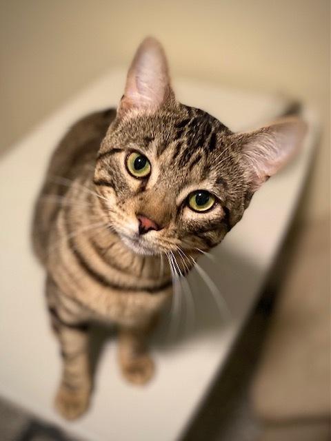 Hudson, a Adoptable Domestic Short Hair in Duxbury, MA image 3/3