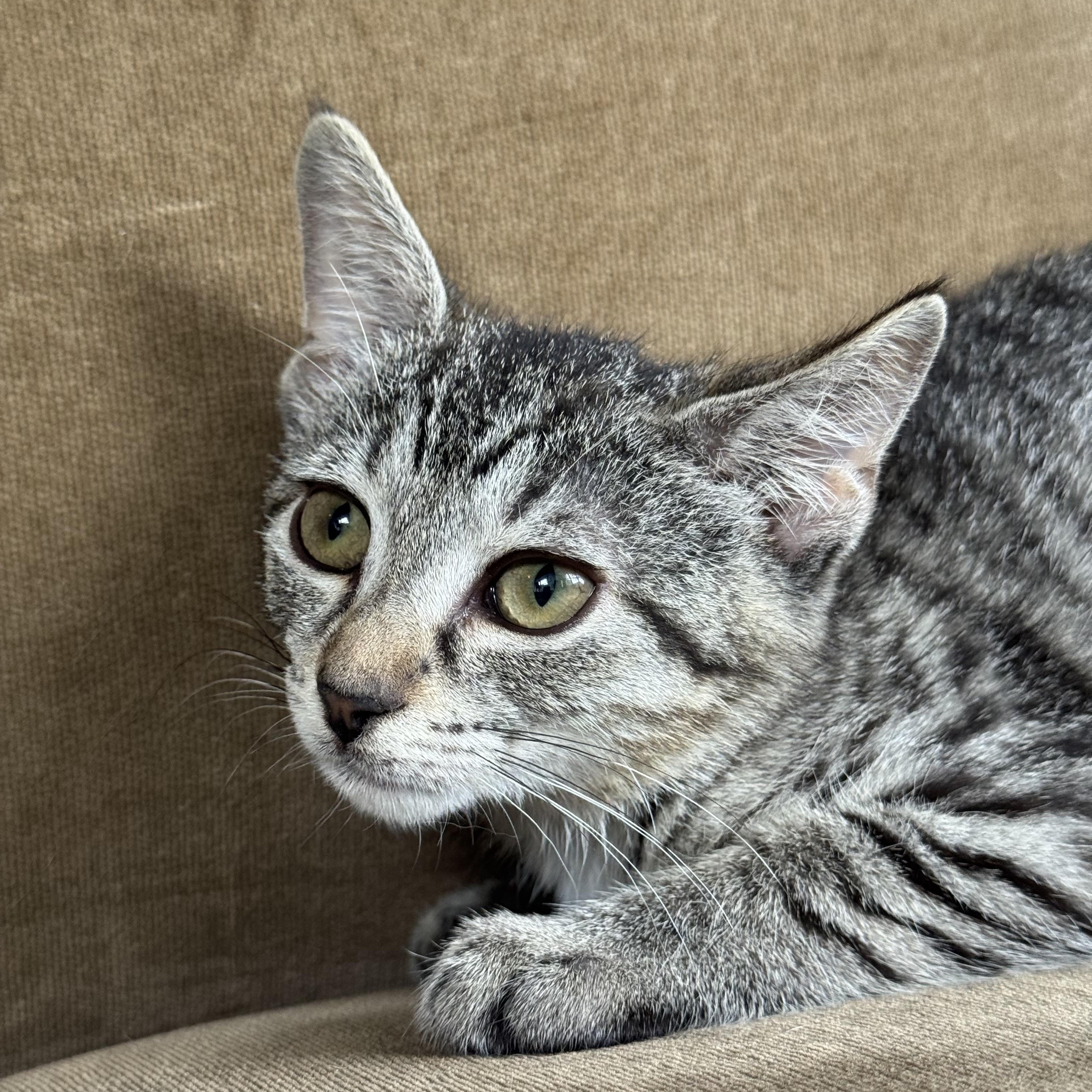 Peach Basil & Birch, ADOPTABLE, Kitten Male Domestic Short Hair.