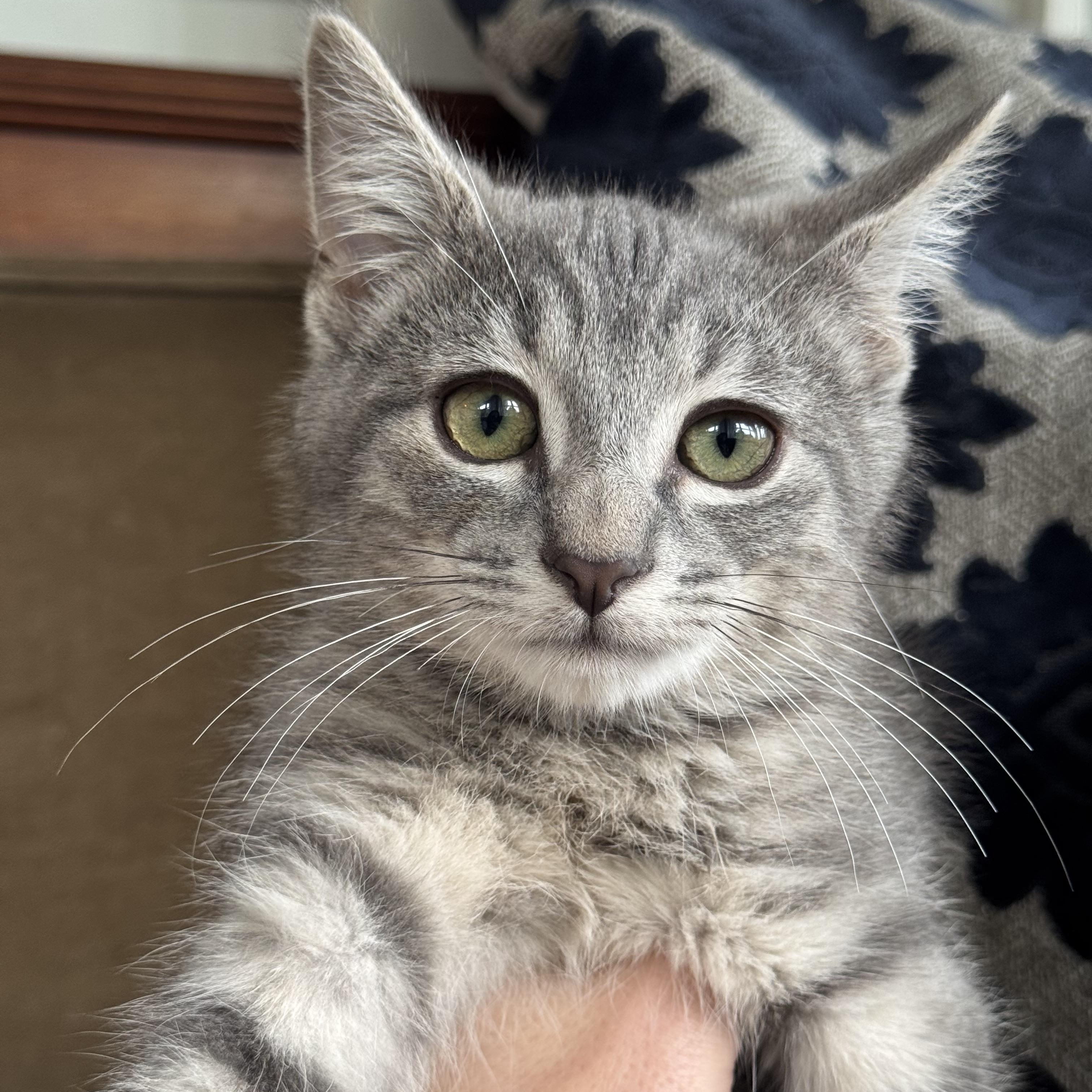 Enlarge Peach Basil & Birch, a ADOPTABLE Domestic Short Hair in Clifton, NJ image 2/5