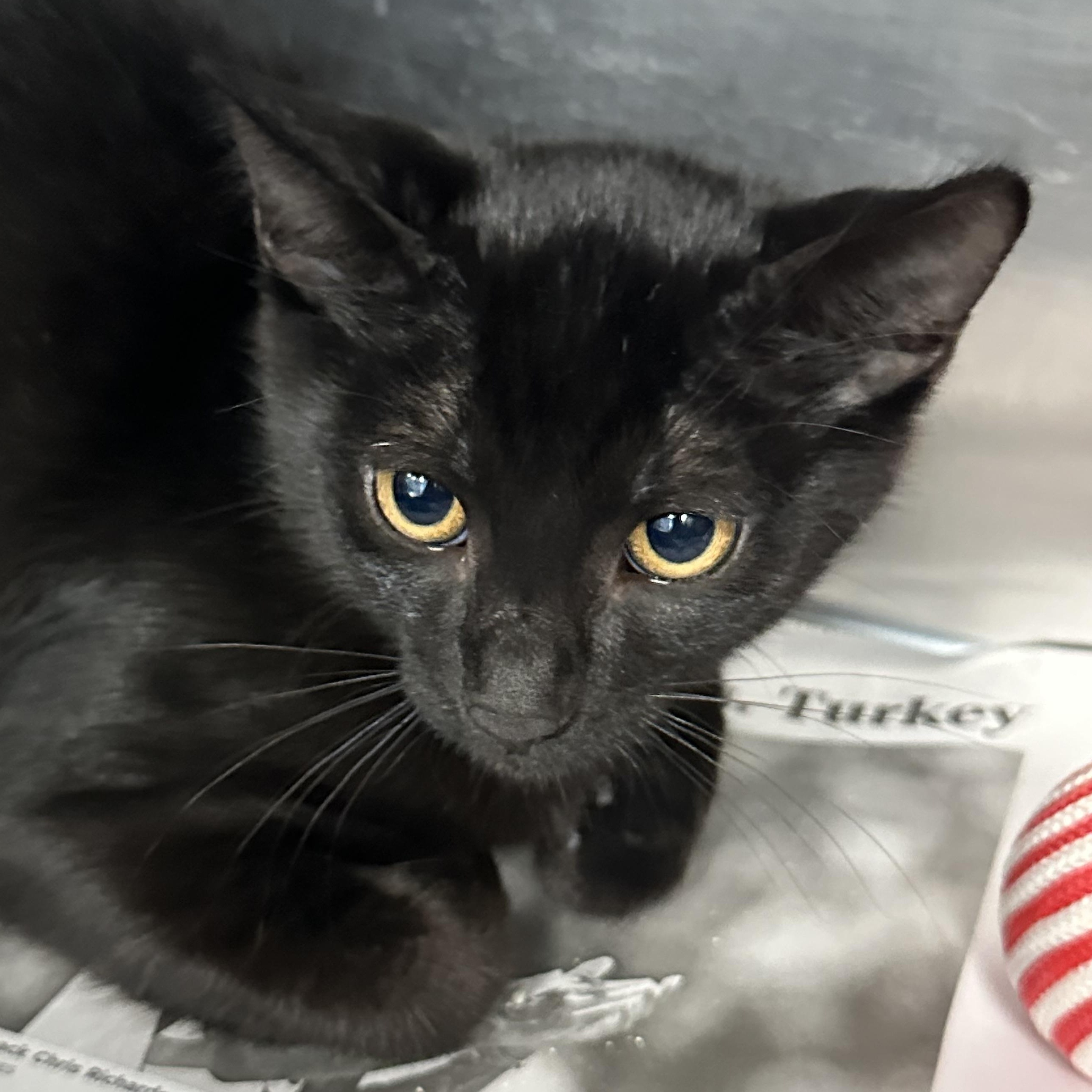 Enlarge Peach Basil & Birch, a ADOPTABLE Domestic Short Hair in Clifton, NJ image 3/5
