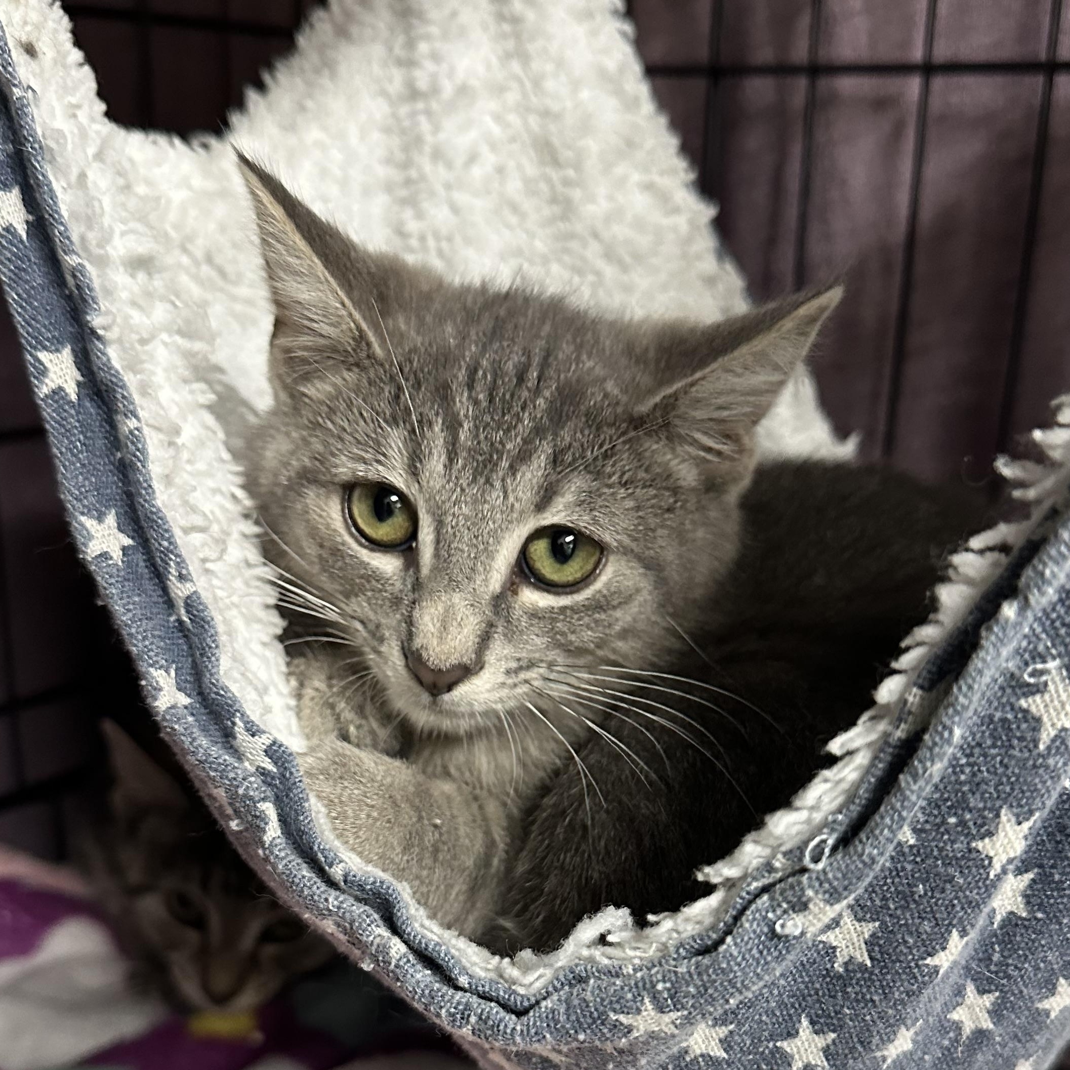 Enlarge Peach Basil & Birch, a ADOPTABLE Domestic Short Hair in Clifton, NJ image 4/5