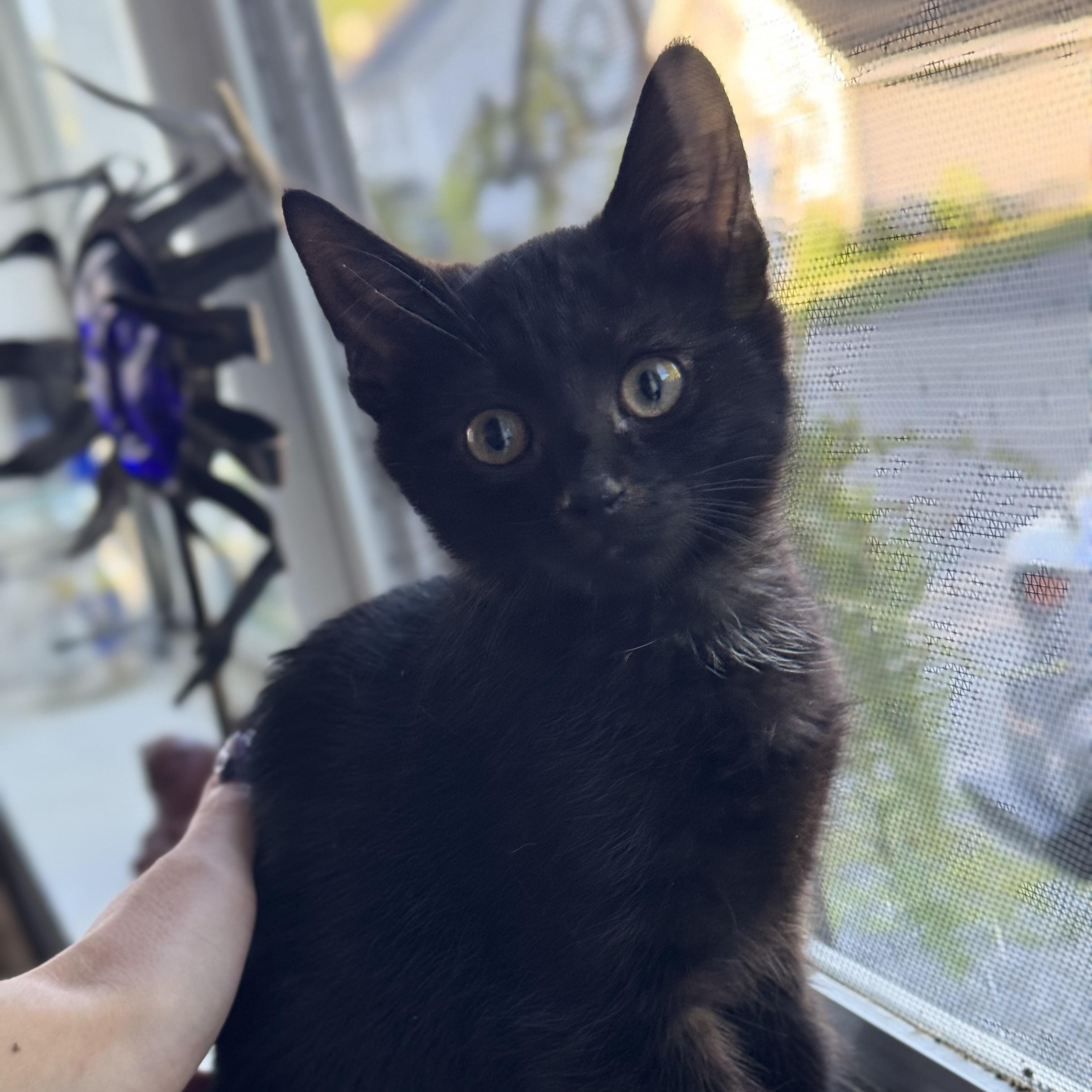 Enlarge Peach Basil & Birch, a ADOPTABLE Domestic Short Hair in Clifton, NJ image 5/5