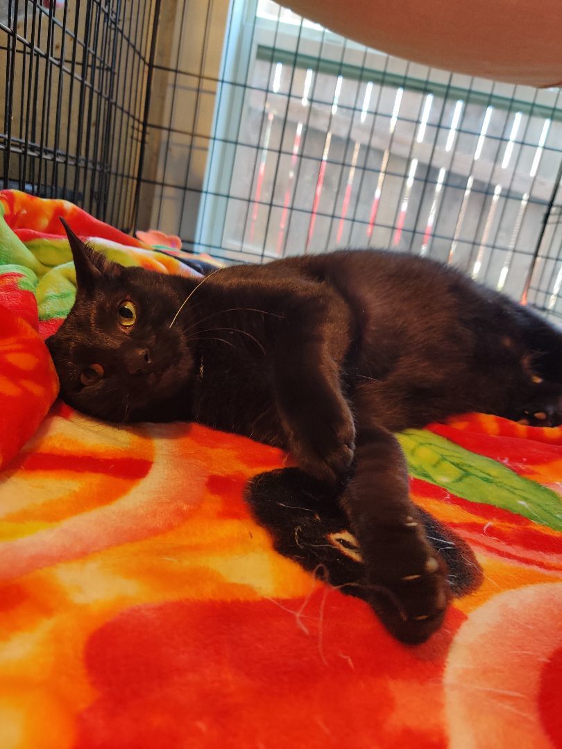Chico, Adopted, Young Male Bombay.