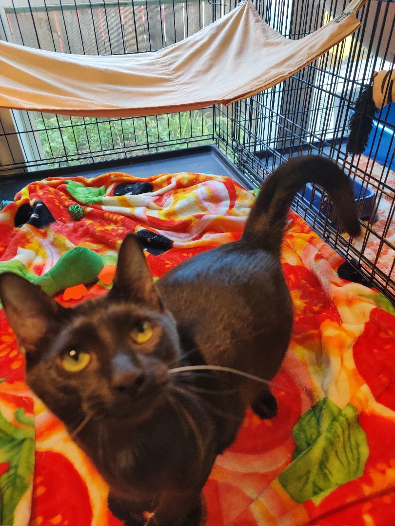 Chico, a Adopted Bombay in Kansas City, MO image 2/3