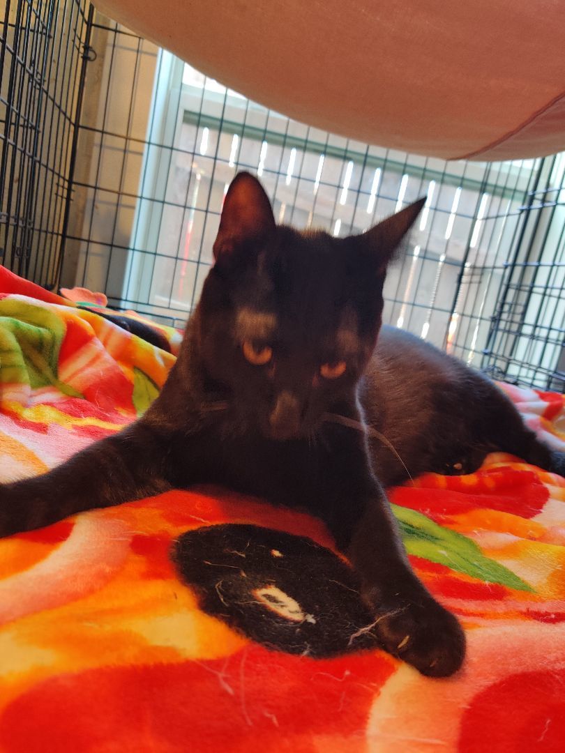 Chico, a Adopted Bombay in Kansas City, MO image 3/3