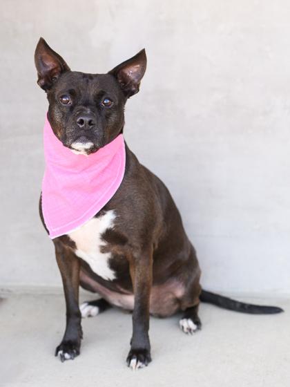 Rosie, Adoptable, Adult Female Mixed Breed & Mixed Breed.